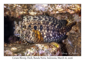 Ceram Blenny