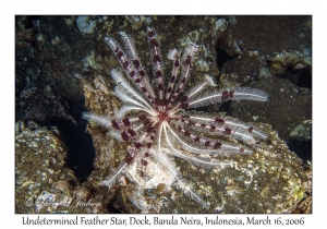 Undetermined Feather Star