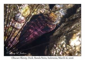 Obscure Blenny