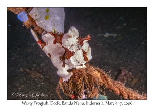 Warty Frogfish female