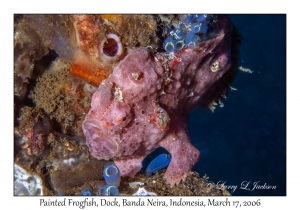 Painted Frogfish male