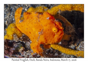 Painted Frogfish