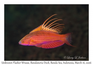 Unknown Flasher Wrasse