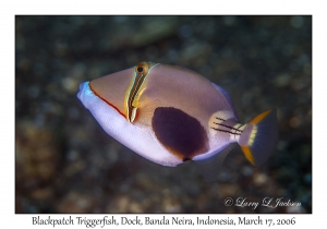 Blackpatch Triggerfish