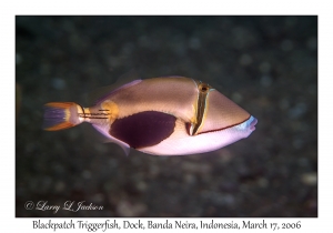 Blackpatch Triggerfish