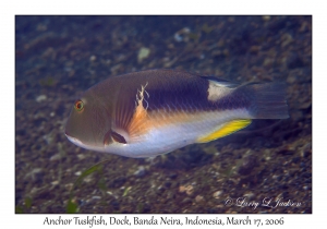 Anchor Tuskfish