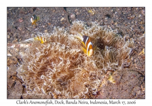 Clark's Anemonefish