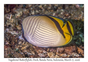 Vagabond Butterflyfish