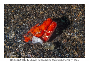 Reptilian Snake Eel