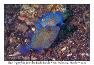 Blue Triggerfish juveniles