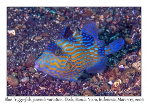 Blue Triggerfish juvenile, variation