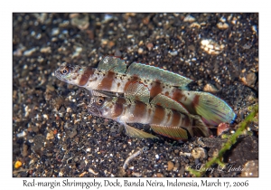 Red-margin Shrimpgobies