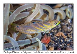 Pinstriped Wrasse