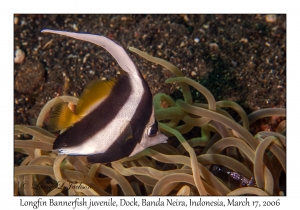 Longfin Bannerfish juvenile