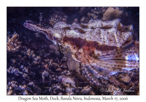 Dragon Sea Moth