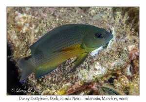 Dusky Dottyback