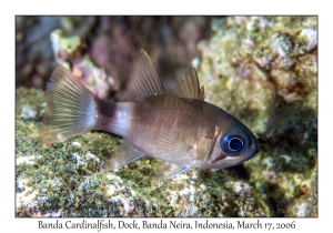 Banda Cardinalfish