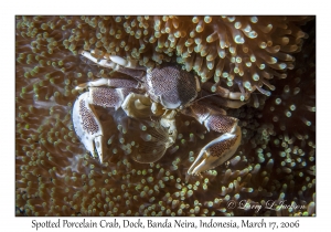 Spotted Porcelain Crab