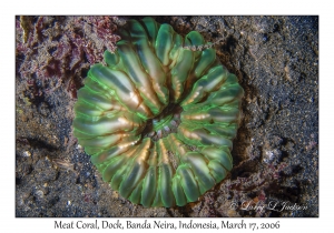 Meat Coral