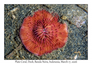 Plate Coral