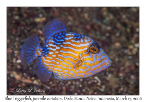 Blue Triggerfish juvenile, variation