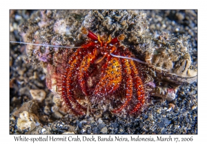 White-spotted Hermit Crab