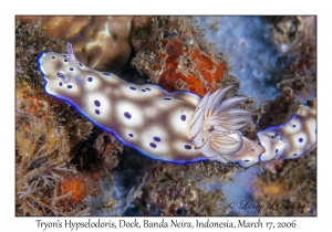 Tryon's Hypselodoris