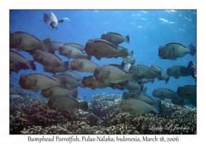 Bumphead Parrotfish