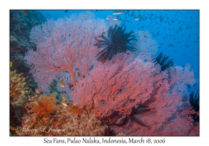 Sea Fans