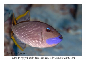 Gilded Triggerfish male