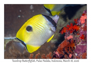 Teardrop Butterflyfish