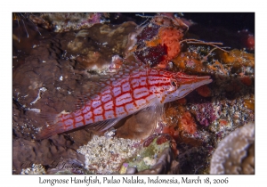 Longnose Hawkfish