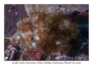 Snake-locks Anemones