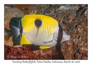 Teardrop Butterflyfish