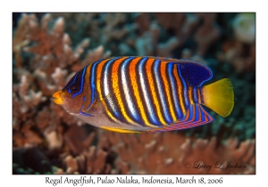 Regal Angelfish