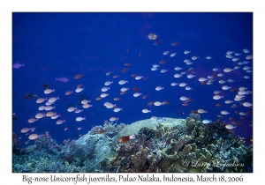 Big-nose Unicornfish juveniles