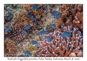 Redtooth Triggerfish juveniles