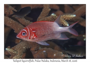 Tailspot Squirrelfish