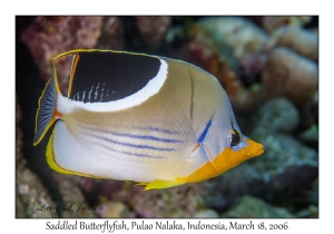 Saddled Butterflyfish