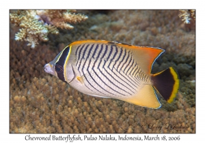 Chevroned Butterflyfish