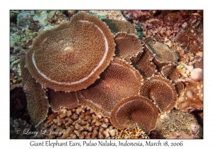 Giant Elephant Ears