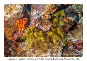 Common Crevice Feather Star