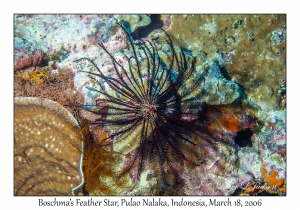 Boschma's Feather Star