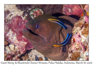 Giant Moray & Bluestreak Cleaner Wrasses