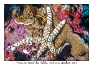 Warty Sea Star