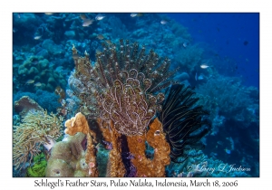 Schlegel's Feather Stars