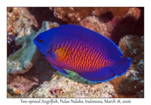 Two-spined Angelfish