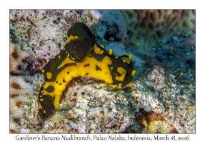 Gardiner's Banana Nudibranch