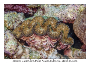 Maxima Giant Clam