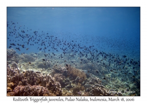 Redtooth Triggerfish juveniles